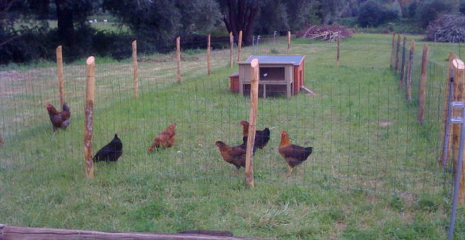 Lélevage De Poules Comment Faire Pour Construire Un Poulailler