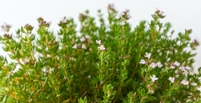 Créer un charmant jardin aromatique avec des plants de thym