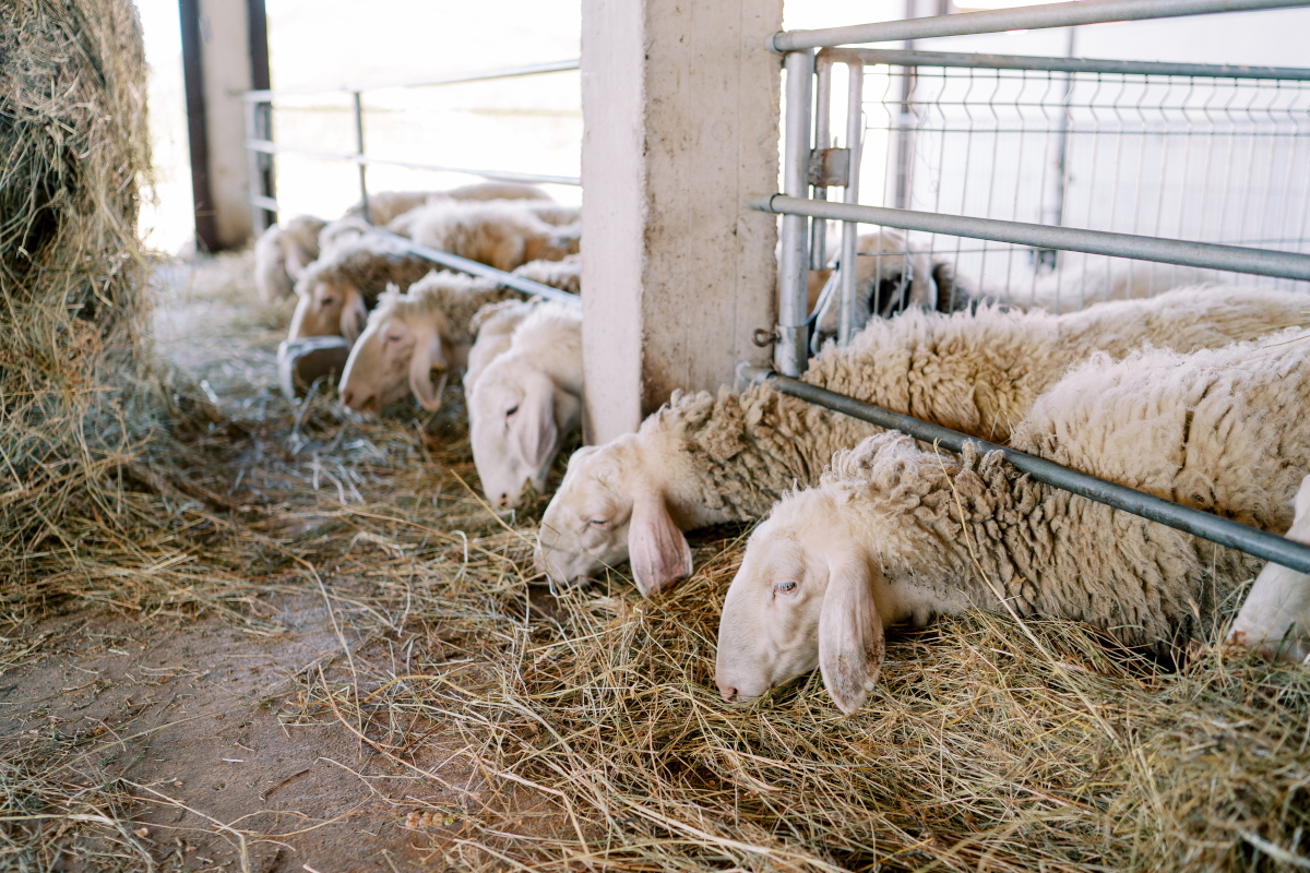 équiper ferme