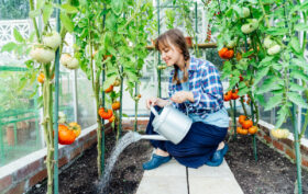 jardin potager biologique