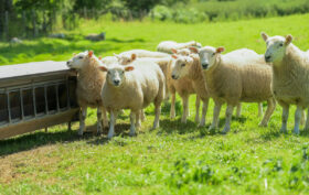 matériel pour moutons