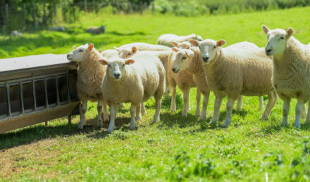 matériel pour moutons