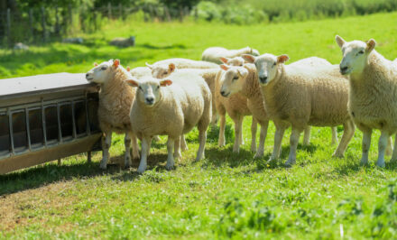 matériel pour moutons