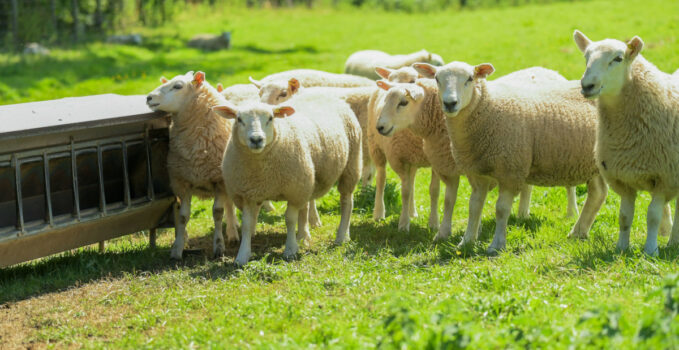 matériel pour moutons